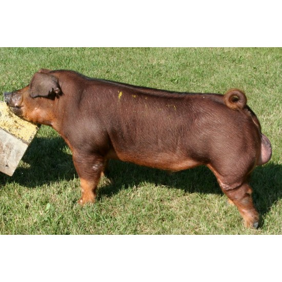 Giống Duroc