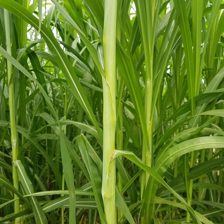 Thức Ăn Bò Sữa