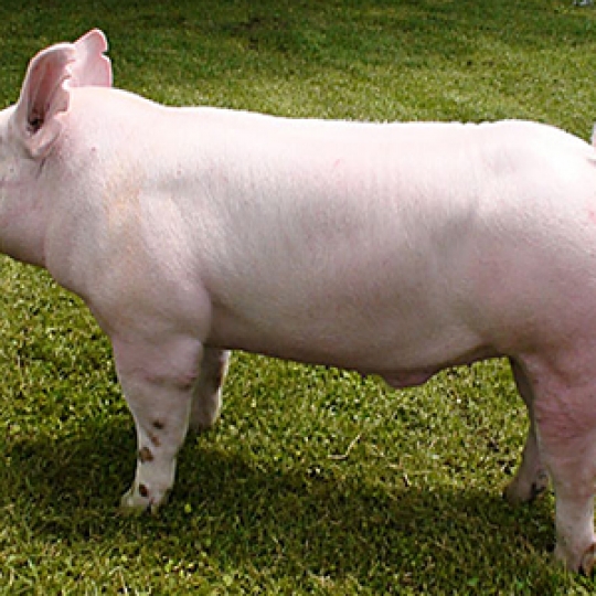 Giống Yorkshire