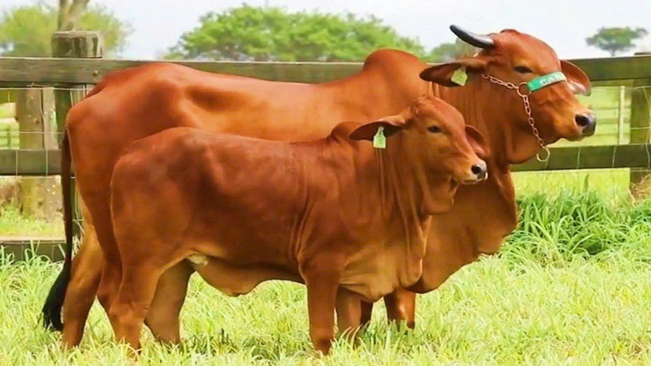Giống Duroc